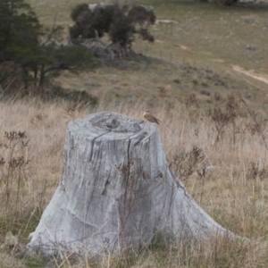 Anthus australis at Chisholm, ACT - 10 Sep 2021