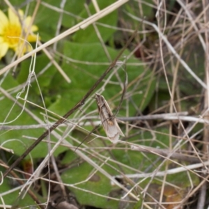 Philobota (genus) at Theodore, ACT - 10 Sep 2021