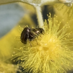 Ditropidus sp. (genus) (Leaf beetle) at Higgins, ACT - 10 Sep 2021 by AlisonMilton