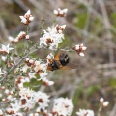 Microtropesa sp. (genus) (Tachinid fly) at Tuggeranong Hill - 10 Sep 2021 by RAllen