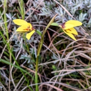 Diuris chryseopsis at Tuggeranong DC, ACT - suppressed