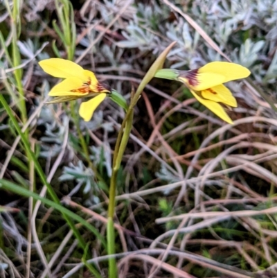 Diuris chryseopsis (Golden Moth) at McQuoids Hill - 11 Sep 2021 by HelenCross