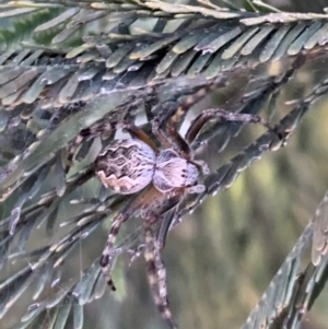 Araneus hamiltoni at Murrumbateman, NSW - 10 Sep 2021 05:55 PM