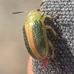 Calomela parilis (Leaf beetle) at Corrowong, NSW - 11 Sep 2021 by BlackFlat