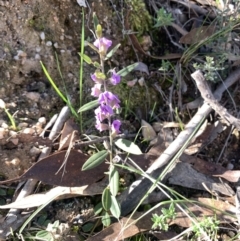 Hovea heterophylla (Common Hovea) at Corrowong, NSW - 11 Sep 2021 by BlackFlat