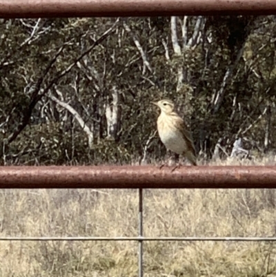 Anthus australis (Australian Pipit) at Black Flat at Corrowong - 3 Sep 2021 by BlackFlat