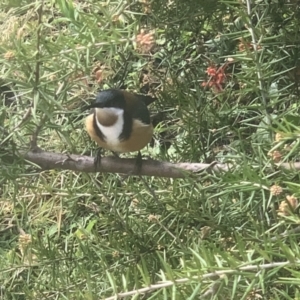 Acanthorhynchus tenuirostris at Corrowong, NSW - 28 Aug 2021 09:41 AM