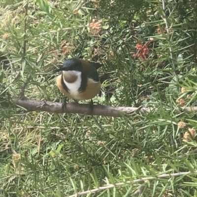 Acanthorhynchus tenuirostris (Eastern Spinebill) at Corrowong, NSW - 28 Aug 2021 by BlackFlat
