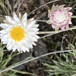 Leucochrysum albicans subsp. tricolor at Isaacs, ACT - 10 Sep 2021