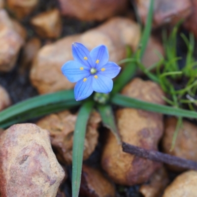 Chamaescilla corymbosa (Blue Stars) at Flinders Chase, SA - 11 Sep 2021 by laura.williams