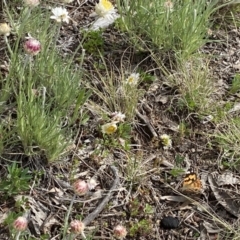 Vanessa kershawi (Australian Painted Lady) at Isaacs, ACT - 10 Sep 2021 by RAllen