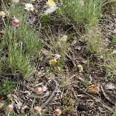 Vanessa kershawi (Australian Painted Lady) at Isaacs, ACT - 10 Sep 2021 by RAllen