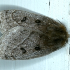 Anthela ocellata (Eyespot Anthelid moth) at Ainslie, ACT - 10 Sep 2021 by jb2602