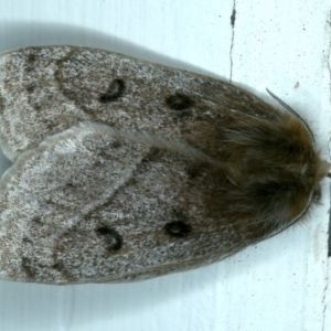 Anthela ocellata at Ainslie, ACT - 10 Sep 2021