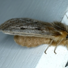 Anthela ocellata at Ainslie, ACT - 10 Sep 2021 09:31 PM