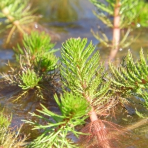 Myriophyllum sp. at Tuggeranong DC, ACT - 8 Sep 2021