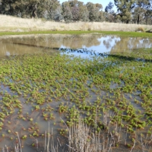 Myriophyllum sp. at Tuggeranong DC, ACT - 8 Sep 2021