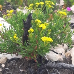 Senecio pinnatifolius at Flinders Chase, SA - 5 Sep 2021 by laura.williams