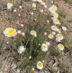 Leucochrysum albicans subsp. tricolor (Hoary Sunray) at Isaacs, ACT - 10 Sep 2021 by RAllen