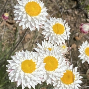 Leucochrysum albicans subsp. tricolor at Isaacs, ACT - 10 Sep 2021 10:14 AM