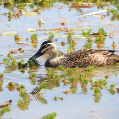 Anas superciliosa (Pacific Black Duck) at Farrer Ridge - 8 Sep 2021 by MatthewFrawley