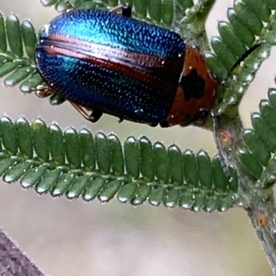 Calomela curtisi (Acacia leaf beetle) at Tuggeranong Hill - 10 Sep 2021 by RAllen