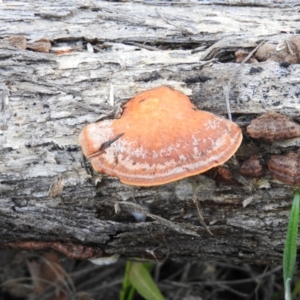 Trametes coccinea at Tuggeranong DC, ACT - 8 Sep 2021