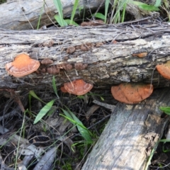 Trametes coccinea at Tuggeranong DC, ACT - 8 Sep 2021 03:36 PM