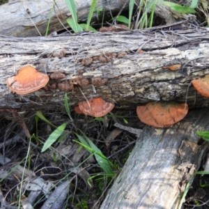 Trametes coccinea at Tuggeranong DC, ACT - 8 Sep 2021