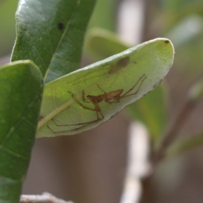 Cheiracanthium sp. (genus) (Unidentified Slender Sac Spider) at Kaleen, ACT - 10 Sep 2021 by Tammy