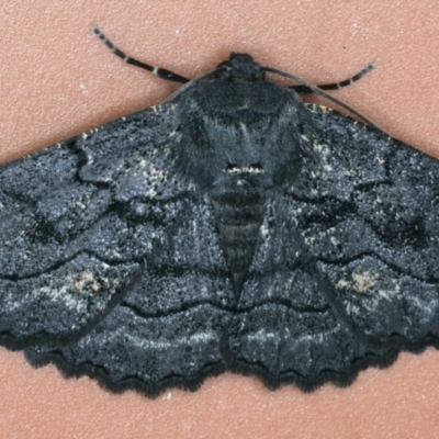 Melanodes anthracitaria (Black Geometrid) at Ainslie, ACT - 10 Sep 2021 by jbromilow50