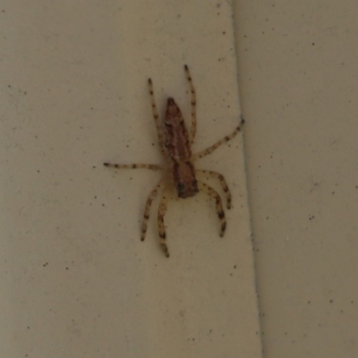 Helpis minitabunda (Threatening jumping spider) at Kaleen, ACT - 10 Sep 2021 by Tammy