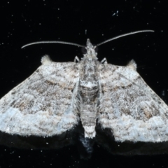 Phrissogonus laticostata (Apple looper moth) at Ainslie, ACT - 10 Sep 2021 by jb2602