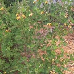 Goodia lotifolia (Golden Tip) at Flinders Chase, SA - 5 Sep 2021 by laura.williams