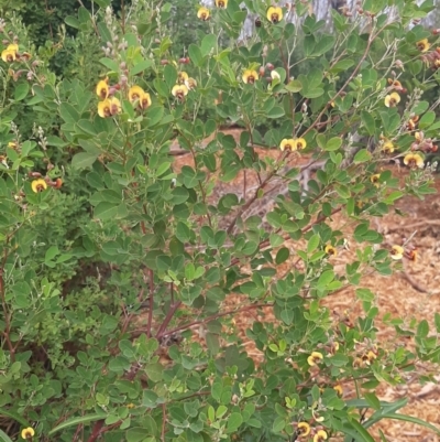 Goodia lotifolia (Golden Tip) at Flinders Chase, SA - 5 Sep 2021 by laura.williams