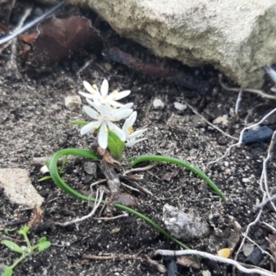 Wurmbea latifolia (Broad-leaf Nancy) at Flinders Chase, SA - 5 Sep 2021 by laura.williams