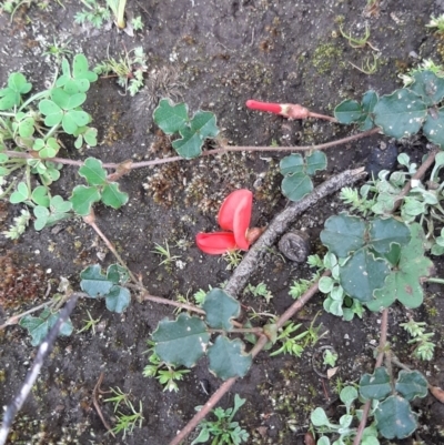 Kennedia prostrata (Running Postman) at Flinders Chase, SA - 5 Sep 2021 by laura.williams