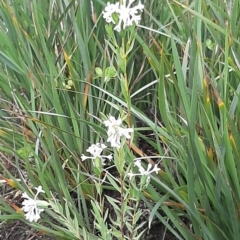 Pimelea stricta (Erect Riceflower) at Flinders Chase, SA - 5 Sep 2021 by laura.williams