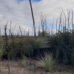 Xanthorrhoea semiplana subsp. tateana (Tate's Grass-tree) at Flinders Chase, SA - 5 Sep 2021 by laura.williams