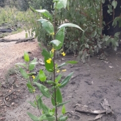 Goodenia ovata (Hop Goodenia) at Flinders Chase, SA - 5 Sep 2021 by laura.williams