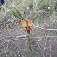 Diuris orientis (Wallflower Orchid) at Vivonne Bay, SA - 7 Sep 2021 by laura.williams