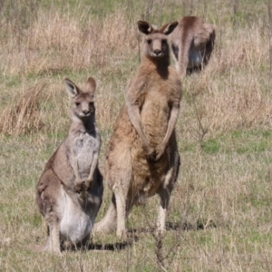 Macropus giganteus at Macarthur, ACT - 11 Sep 2021