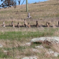 Macropus giganteus at Macarthur, ACT - 11 Sep 2021