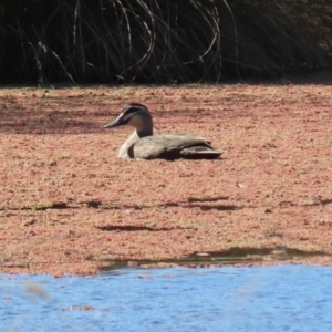 Anas superciliosa at Tuggeranong DC, ACT - 11 Sep 2021