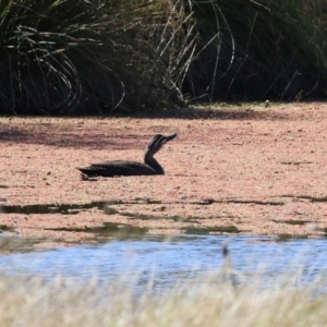 Anas superciliosa at Tuggeranong DC, ACT - 11 Sep 2021