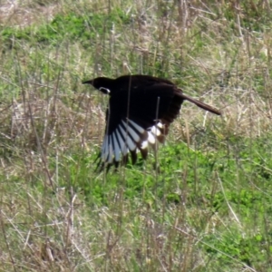 Corcorax melanorhamphos at Macarthur, ACT - 11 Sep 2021