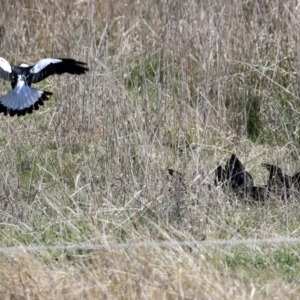 Corcorax melanorhamphos at Macarthur, ACT - 11 Sep 2021