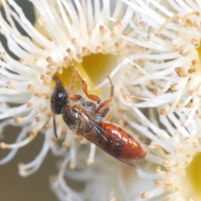 Lasioglossum (Homalictus) punctatum (A halictid bee) at Cooleman Ridge - 2 Sep 2021 by Harrisi