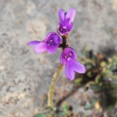 Swainsona sp. at Greenway, ACT - 10 Sep 2021 by Harrisi