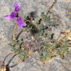 Swainsona sp. at Greenway, ACT - 10 Sep 2021